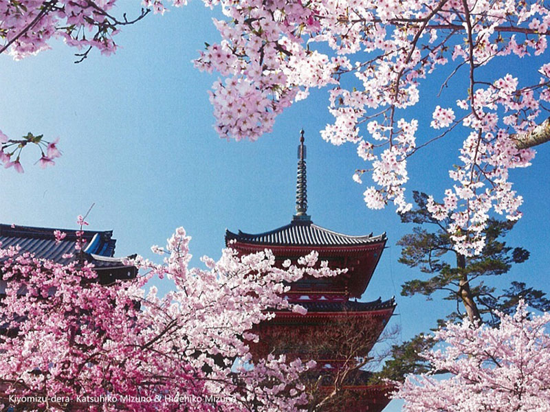 Japan and Cherry Trees